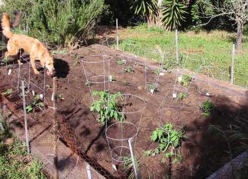 shana-in-garden