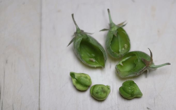 Each garbanzo pod has one or two beans inside.