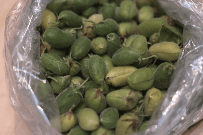 Fresh garbanzo beans in their paper-like pods