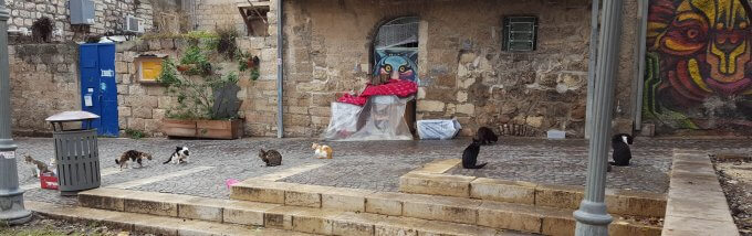 12 street cats in Jerusalem