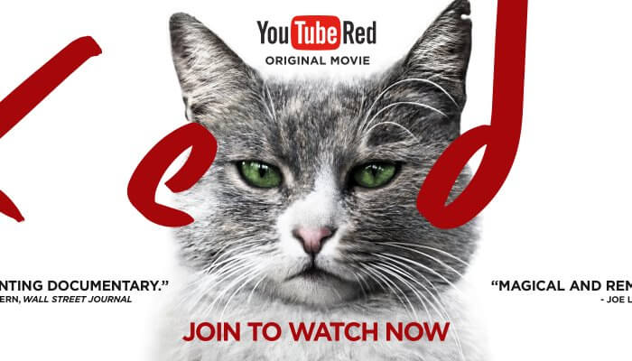 Kedi -- YouTube Red